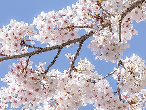 Spring Cherry Blossoms II Art Print