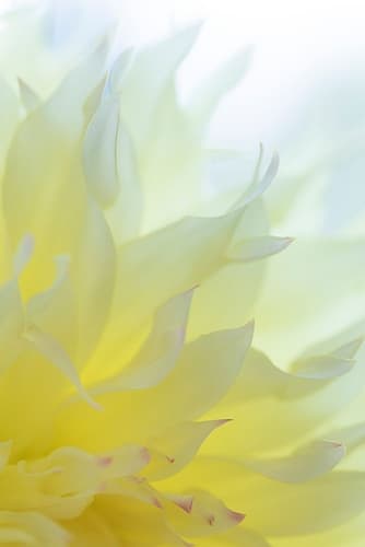 Dahlia Blossom I Art Print