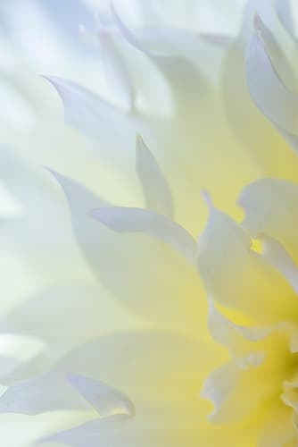 Dahlia Blossom II Art Print