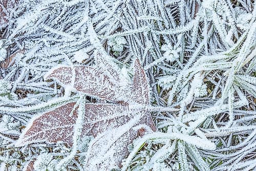 Maple Leaf and Frost I Nature Print
