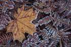 Maple Leaf and Bracken Ferns I Art Print