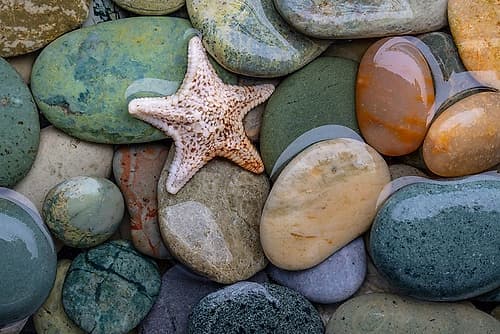 Seastar and Beach Rock Coastal Print