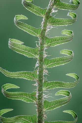Sword Fern in Spring II Nature Print