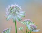 Astrantia Blossoms II Art Print