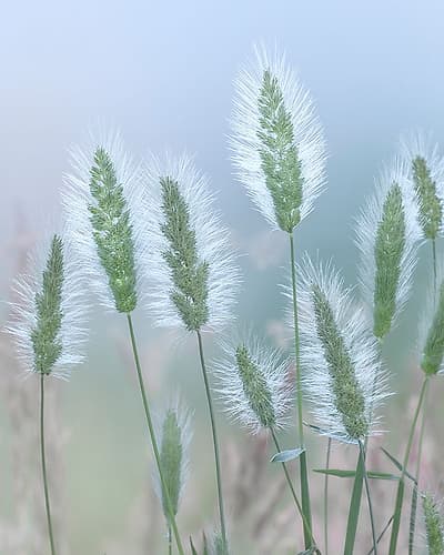 Going to Seed II Art Print
