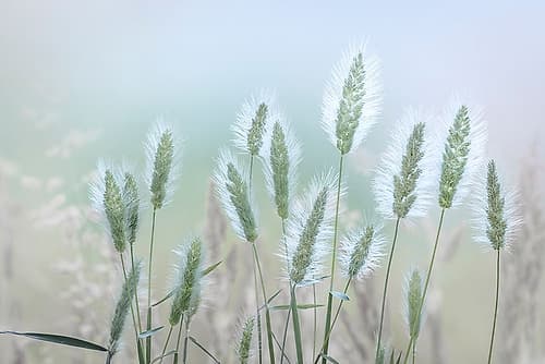Going to Seed III Nature Print
