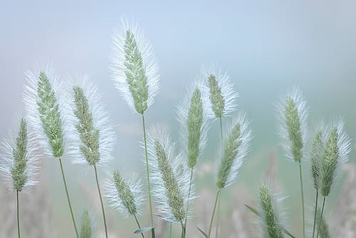 Going to Seed IV Art Print