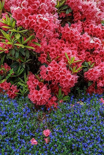 Lithodora and Rhododendron Art Print