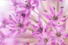 Allium Blossoms I Art Print