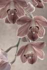 Cymbidium Orchid I Art Print