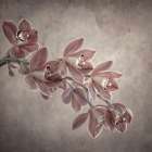 Cymbidium Orchid II Art Print