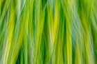 Japanese Forest Grass II Art Print