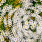 Fanciful Feverfew I Art Print