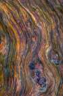 Detail of Driftwood I Coastal Print