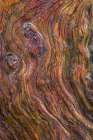 Detail of Driftwood II Coastal Print