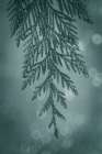 Cedar Bough I Minimalist Print