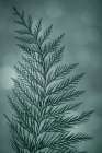 Cedar Bough II Minimalist Print