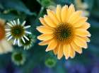 Daisies Art Print