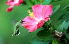 Hummingbird I Art Print