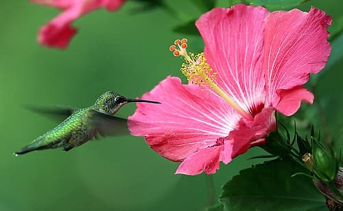 Hummingbird II Art Print