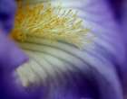 Iris Art Print
