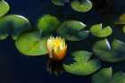 Yellow Water Lily Art Print