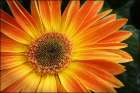 Orange Blast I Art Print