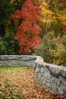 Fall Colors II Art Print