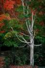 Tree of Life I Art Print