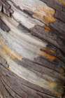 Bark Art I Art Print