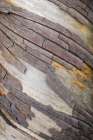 Bark Art II Art Print