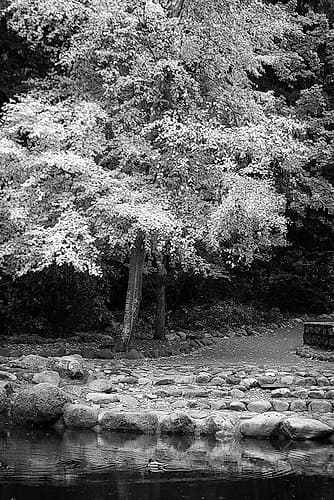 Silver Fall II Landscape Print