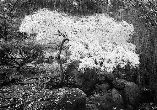 Magic Tree Landscape Print