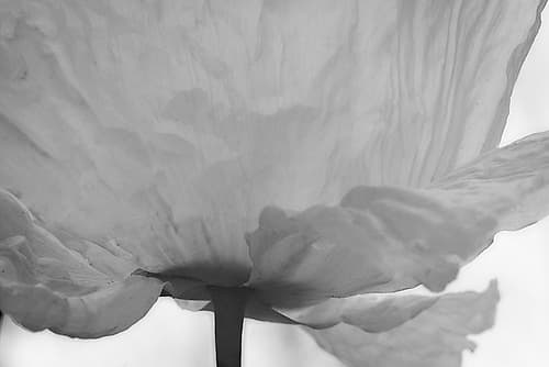 Poppy Elegance I Pop art reproduction