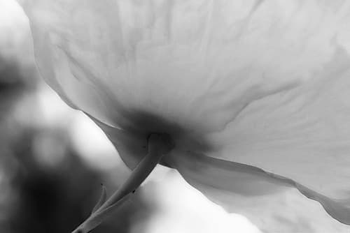 Poppy Elegance II Pop art reproduction