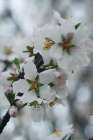 Spring Blossoms I Art Print