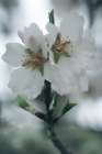 Spring Blossoms II Art Print
