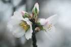 Spring Blossoms III Art Print