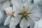Spring Blossoms IV Art Print