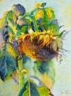 Sunflower Art Print
