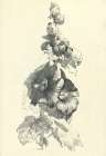 Beautiful flowers Art Print