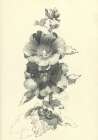 Beautiful flowers 3 Art Print