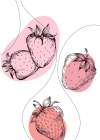 Strawberry Art Print