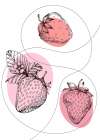 Strawberry Art Print