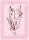 Magnolia flowers minimal art Art Print