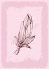 Magnolia flowers minimal art Art Print