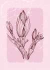 Magnolia flowers minimal art Art Print
