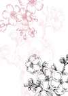 Minimalist Cherry blossom flowers design Art Print