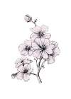 Sakura flowers minimal art Art Print