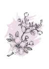 Sakura flowers minimal art Art Print